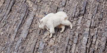 Bozeman library talk to discuss Montana mountain goats 