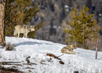 Dispatches from the Wild: Good news for Idaho’s wolves is good news for grizzlies 