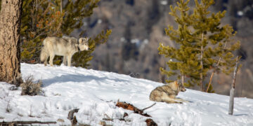 Dispatches from the Wild: Good news for Idaho’s wolves is good news for grizzlies 