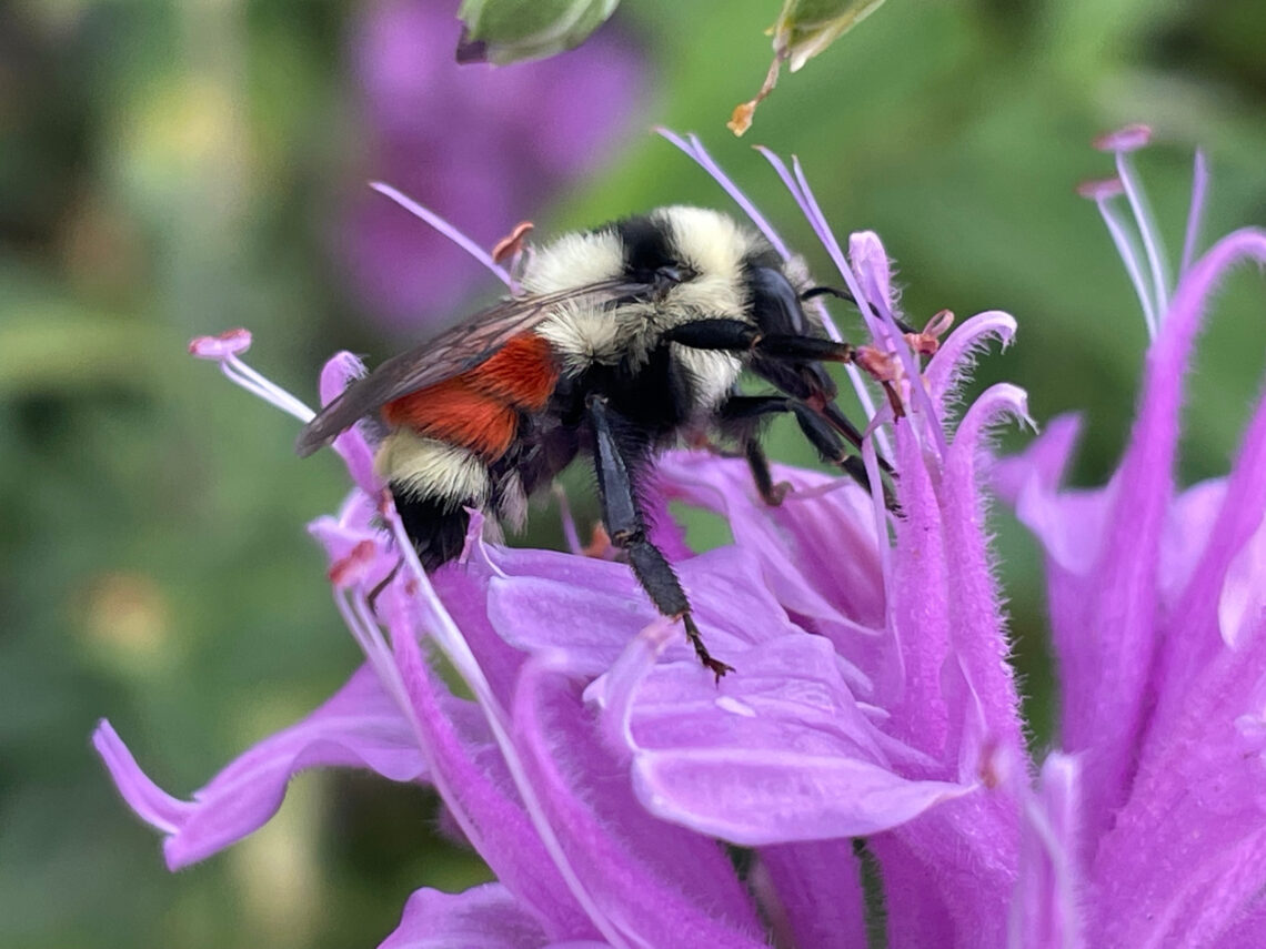Thriving Landscapes: Why insect habitats are vital for ecosystem health 