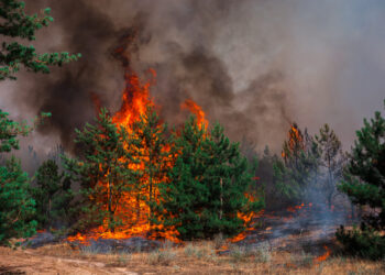 Neighborhood Ambassadors are grassroots volunteers supporting Fire Adapted Big Sky's mission of preparing the community to withstand wildland fire events. ADOBE STOCK PHOTO