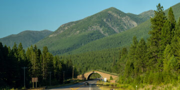 Bill passes to fund wildlife crossing infrastructure through license plate sales 
