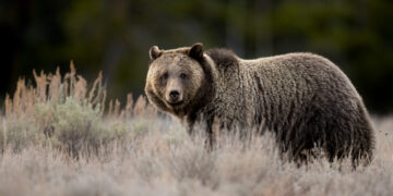 Grizzly killed after charging shed hunter near Dupuyer