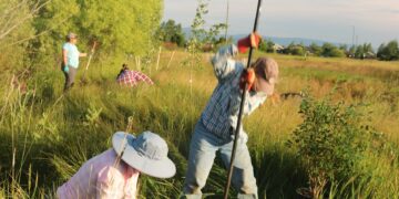 Bozeman tree-planting event to celebrate Arbor Day