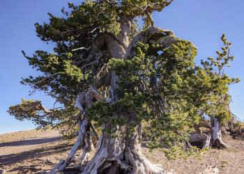 Dispatches from the Wild: Novel solutions to save the federally protected whitebark pine 