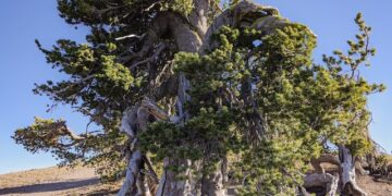 Dispatches from the Wild: Novel solutions to save the federally protected whitebark pine 