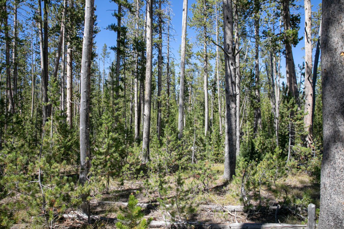 Yellowstone officials confirm first wildfire of 2025 south of Big Sky