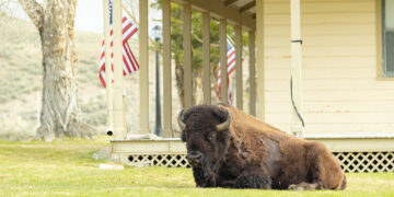 Man gored by bison at Yellowstone National Park 