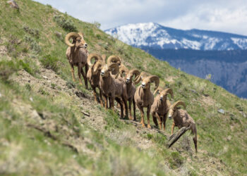 Bighorn rams on Mount Everts in Yellowstone National Park. PHOTO BY JACOB W. FRANK / NPS