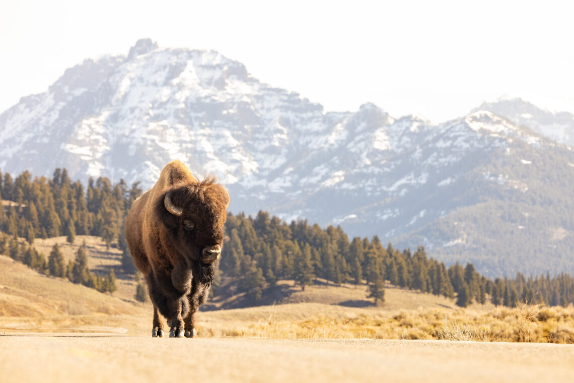 New Jersey man gored by Yellowstone bison