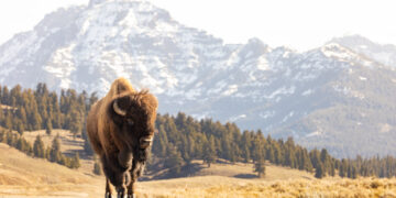 New Jersey man gored by Yellowstone bison