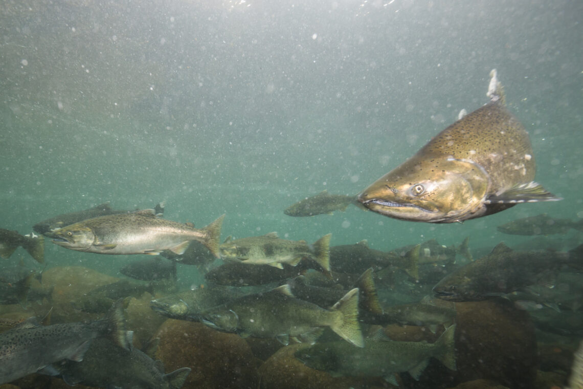 Trump administration terminates Columbia Basin salmon recovery agreement 