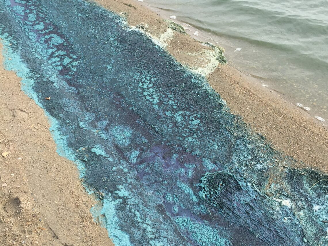 Montana DEQ advises looking out for harmful algal blooms when recreating this summer