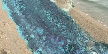Montana DEQ advises looking out for harmful algal blooms when recreating this summer