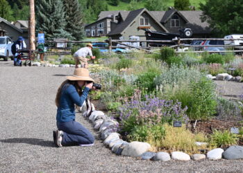 Grow Wild to host third annual Wildflower Festival