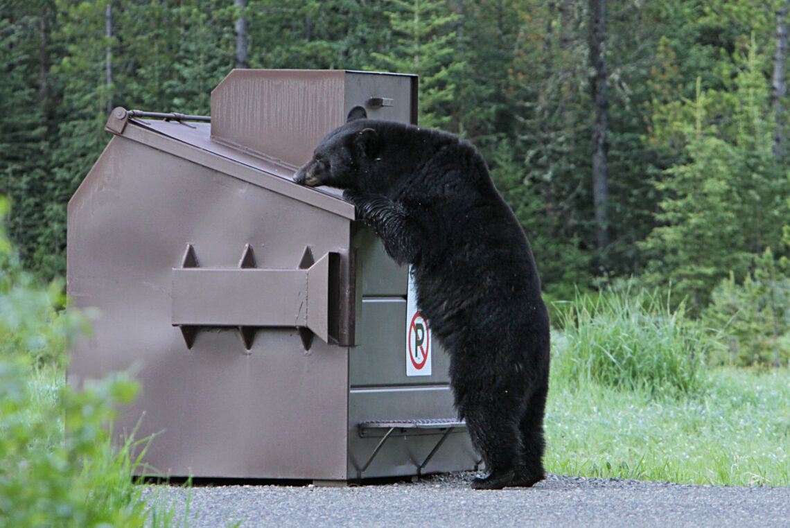 Yellowstone park officials kill food-conditioned black bear