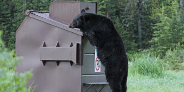 Yellowstone park officials kill food-conditioned black bear 