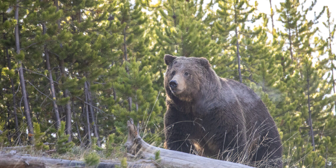 House committee signs off on delisting grizzly bear