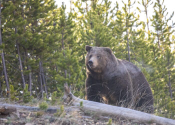 Grizzly bear photographed in Yellowstone National Park on May 19, 2020. PHOTO BY JIM PEACO/NATIONAL PARK SERVICE