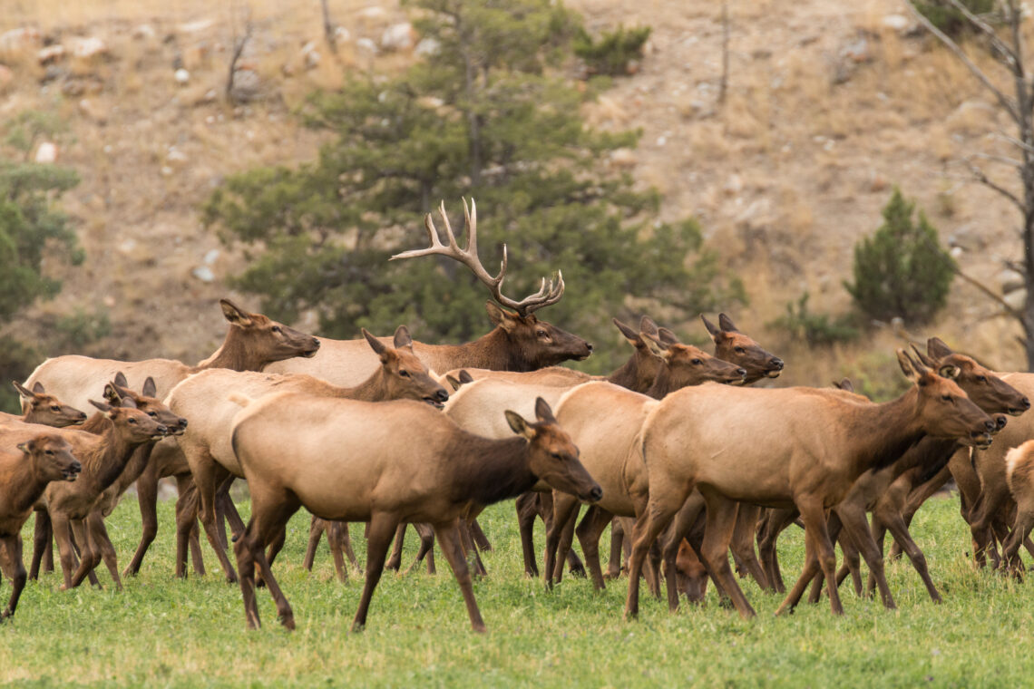 Dispatches from the Wild: Elk feedgrounds