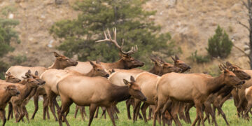 Dispatches from the Wild: Elk feedgrounds 