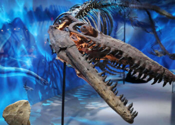 A new exhibit, "Cretaceous Crossroads" will open to the public at the Museum of the Rockies on July 2. PHOTO BY SHAWN RAECKE