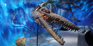 Museum of the Rockies debuts new paleontology exhibition, ‘Cretaceous Crossroads’