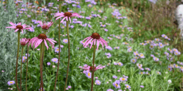 Thriving Landscapes: Choosing native plants for your landscape