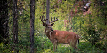 FWP creates new CWD Management Zone in Flathead