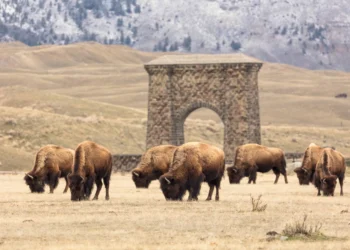 Bison graze near Roosevelt Arch in the spring. PHOTO BY JACOB W. FRANK