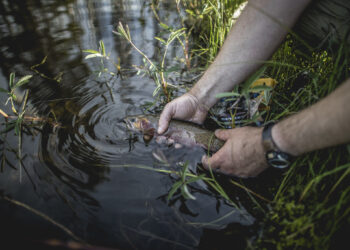 FWP launching cutthroat trout conservation project in Madison River tributary 