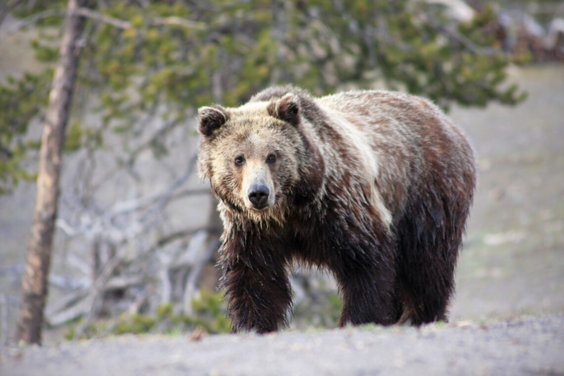Female grizzly bear struck and killed on Ousel Falls Road 