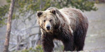 Female grizzly bear struck and killed on Ousel Falls Road 