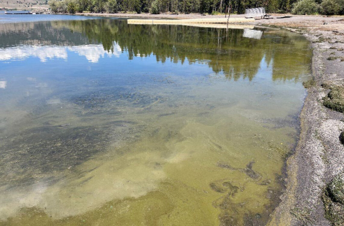 Harmful algal blooms detected in Hebgen Reservoir near Rainbow Point