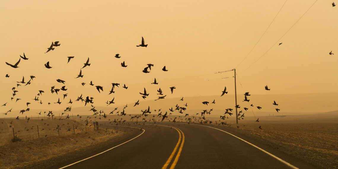 ‘Solastalgia’: the emotional debt in the wake of megafires