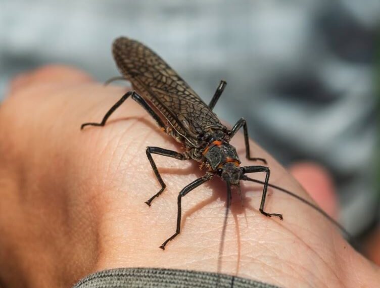 Every Drop Counts: Beneath the surface— Bugs as the measure of a healthy Gallatin 