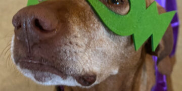 Mountain Mutt Mania to help fund new veterinary hospital  