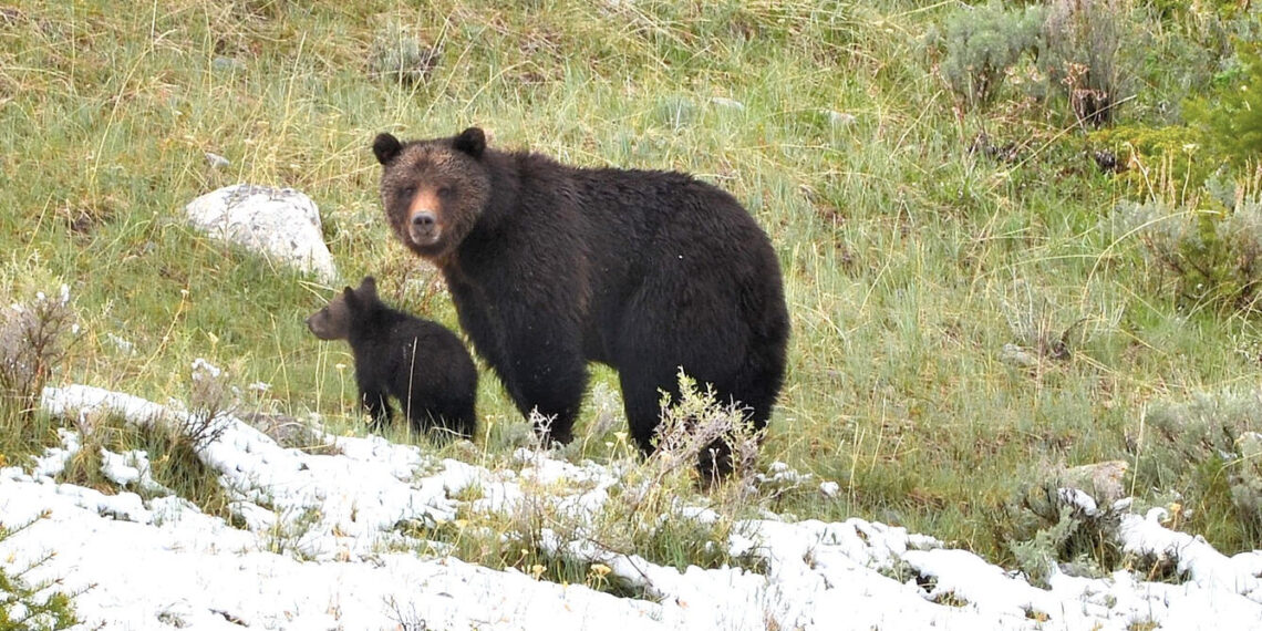 USGS, Yellowstone National Park announce biologists will capture grizzlies for research