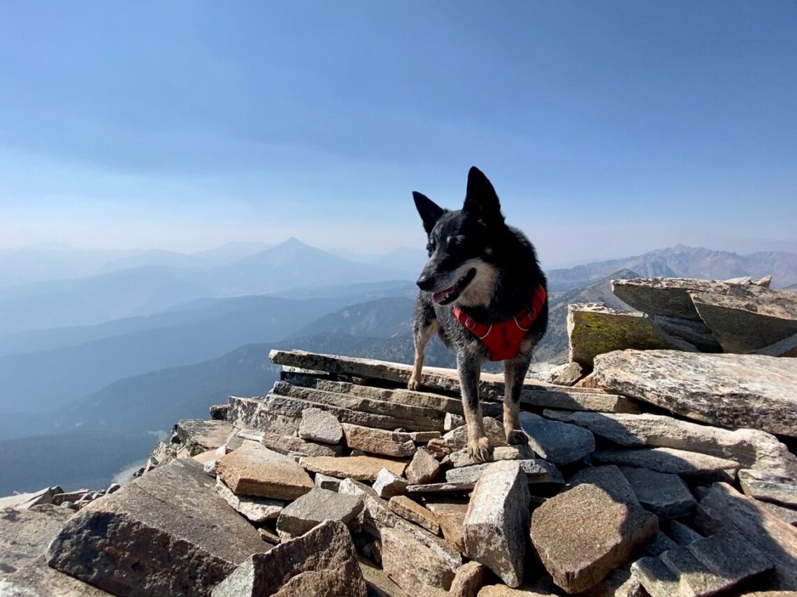 Community Spotlight: Dog days of summer