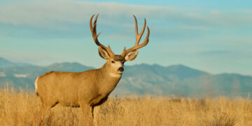 Dispatches from the Wild: Recent study shows mule deer avoid places overrun with invasive species 