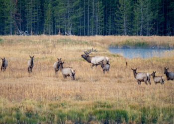 Bull elk among cow elks in Yellowstone National Park during the fall rut. PHOTO BY MELISSANM VIA ADOBE STOCK