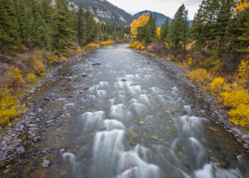 Fall foliage on the Upper Gallatin River. PHOTO BY DAVE PECUNIES