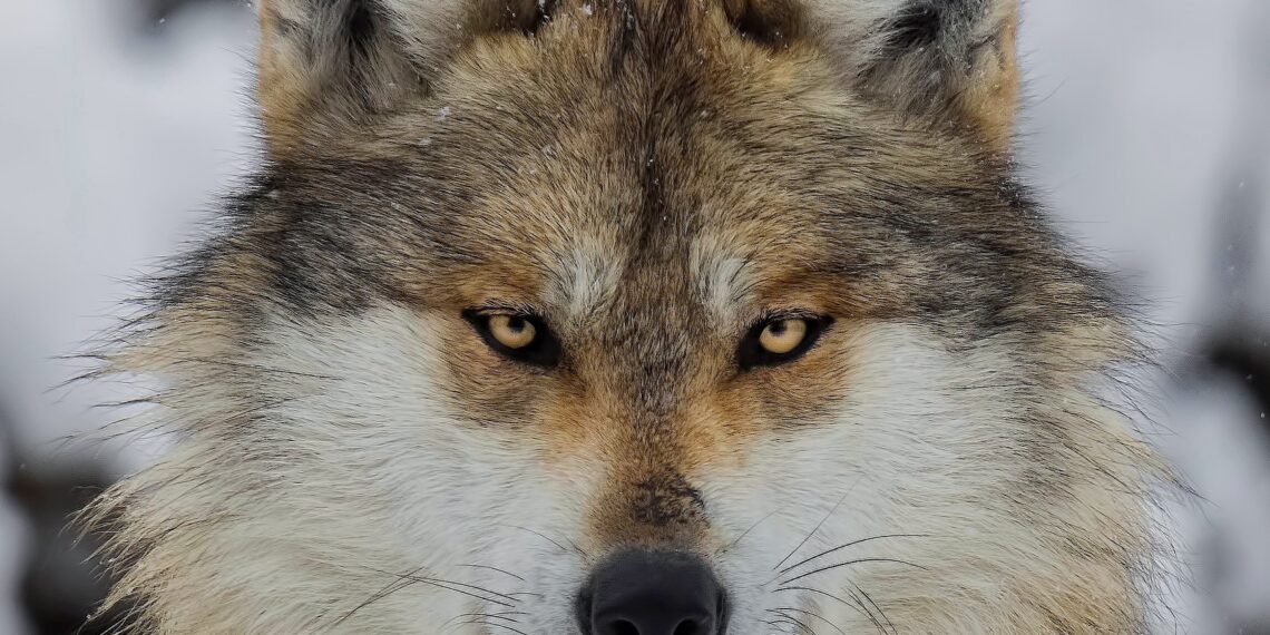 Rare wolf faces hard road to recovery 