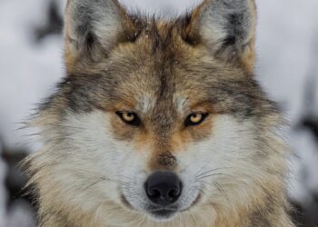 Gray wolf. COURTESY OF TED WILLIAMS / WRITERS ON THE RANGE