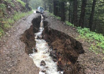 The push is on to strip big trees from our national forests 