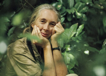 Museum of the Rockies to open immersive multimedia exhibit on the legacy of Jane Goodall 