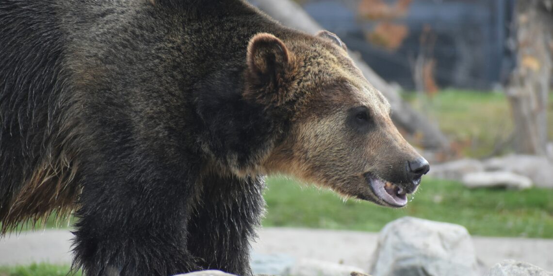 Can we learn to co-exist with grizzlies? 