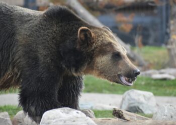 A grizzly bares its teeth in Yellowstone National Park. PHOTO BY TAYLOR WRIGHT VIA UNSPLASH