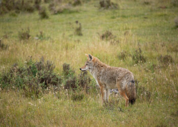 Montana FWP responds to report of coyote-dog attack in Big Sky