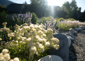 Thriving Landscapes: How fire-resistant, water-Wise, native landscapes support each other